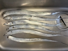 タチウオの釣果