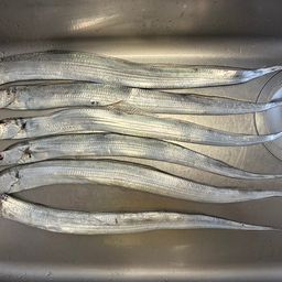 タチウオ