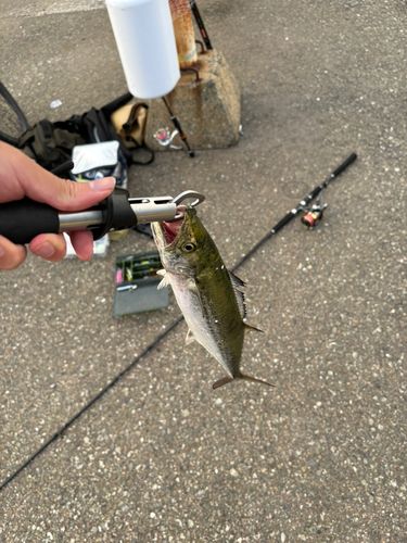 サゴシの釣果