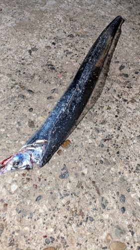 タチウオの釣果