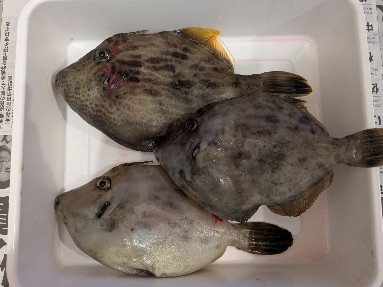 カワハギ