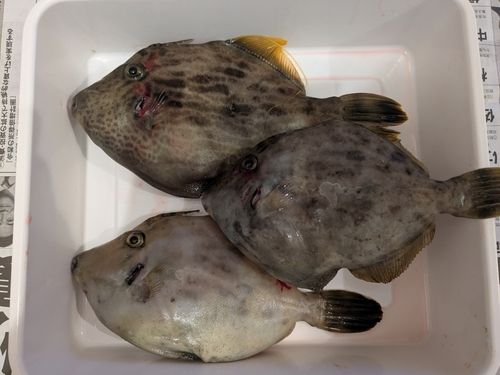 カワハギの釣果