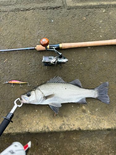 セイゴ（ヒラスズキ）の釣果
