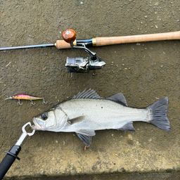 セイゴ（ヒラスズキ）