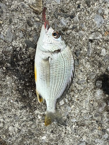 キビレの釣果