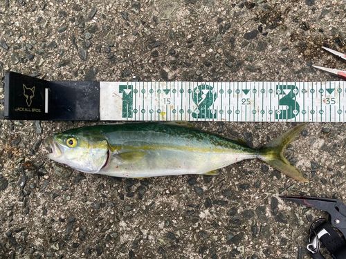 ツバスの釣果