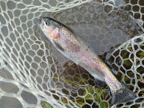 ニジマスの釣果