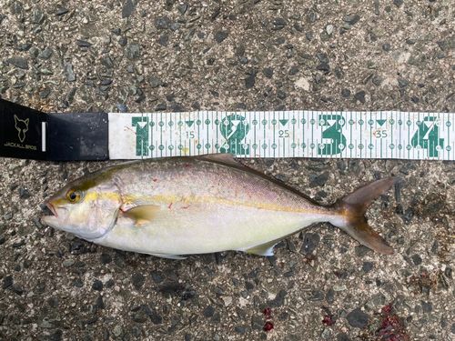 ショゴの釣果