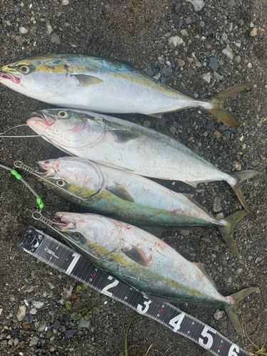 ワラサの釣果