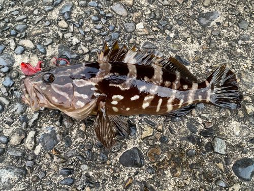 クエの釣果
