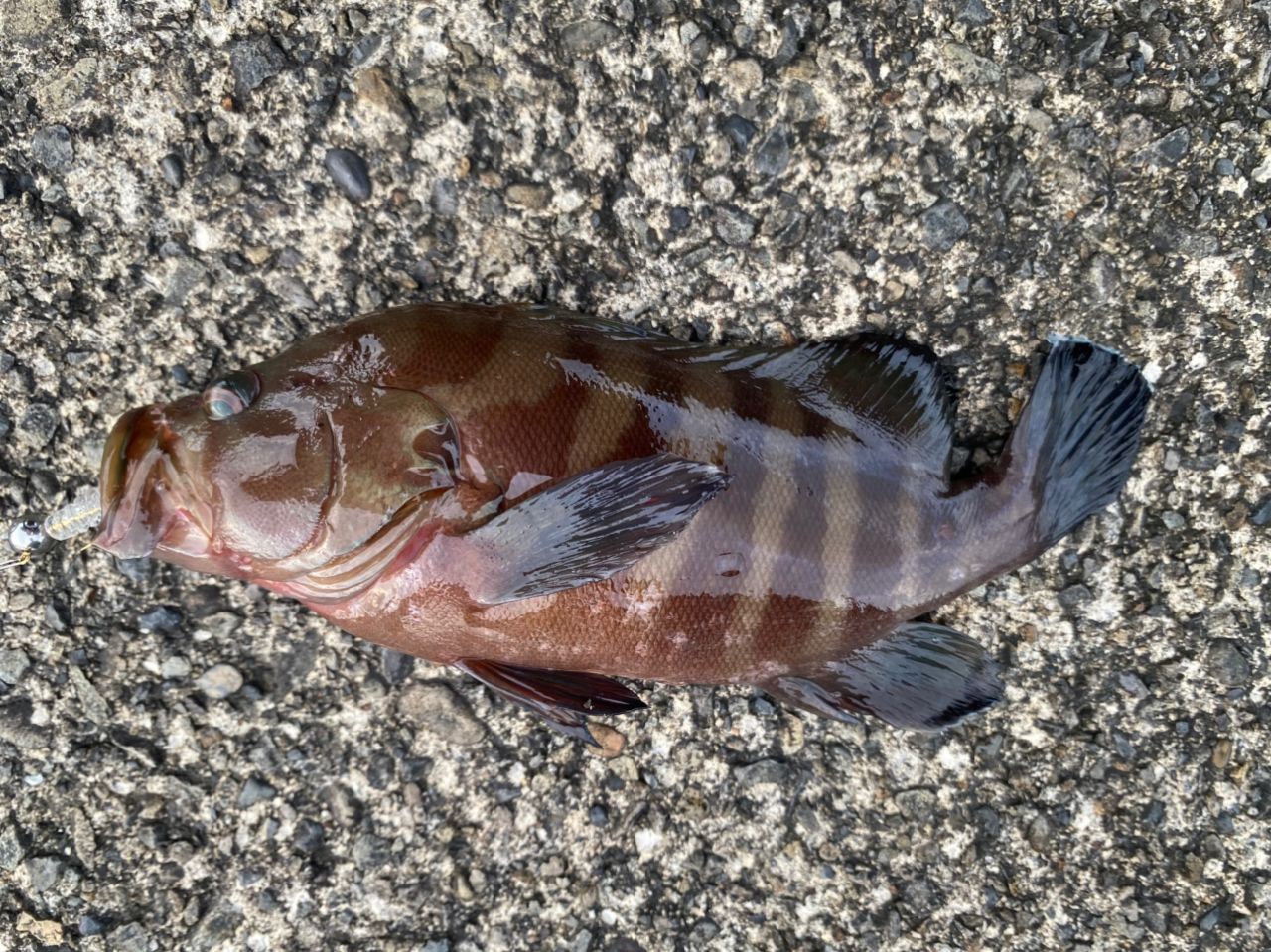 クエ