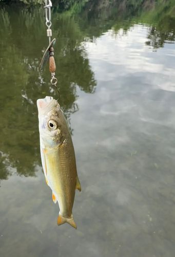 ウグイの釣果