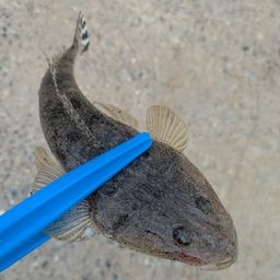 コチ