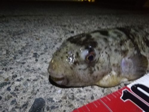 ヒガンフグの釣果
