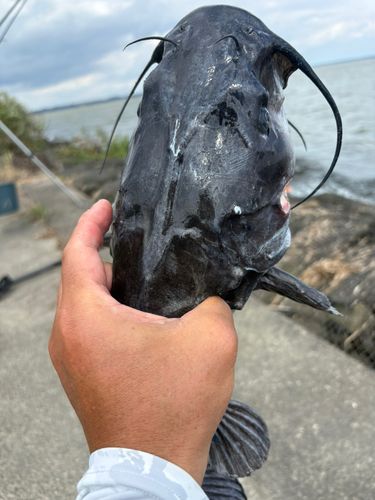 霞ヶ浦