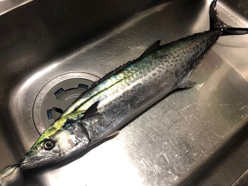 サワラの釣果