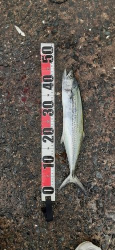 サゴシの釣果