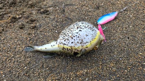 フグの釣果
