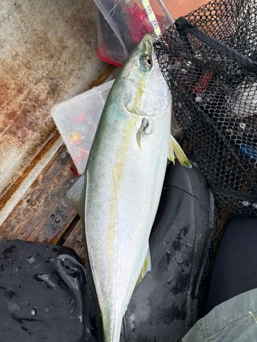 イナダの釣果