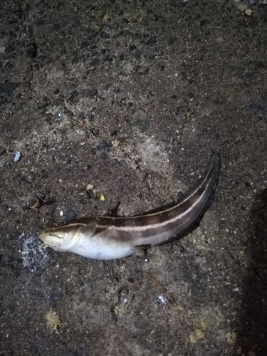 ゴンズイの釣果