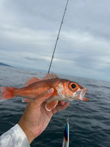 アカムツの釣果