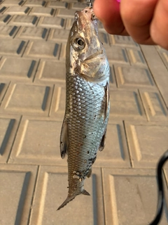 ニゴイの釣果