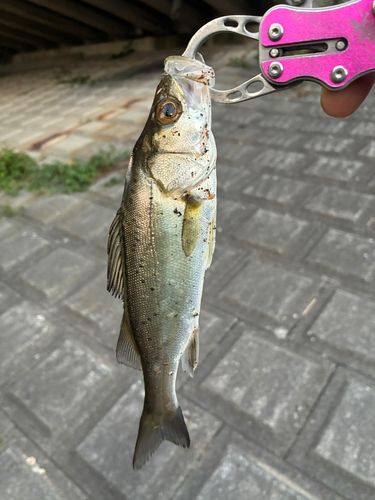 中川中流