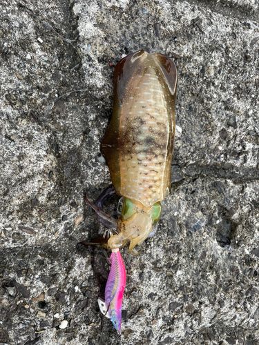 アオリイカの釣果