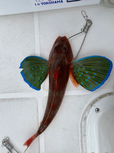 ホウボウの釣果