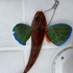 ホウボウ