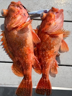 ウッカリカサゴの釣果