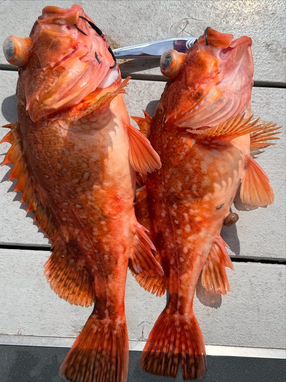 Mr.DAIWAMANさんの釣果 1枚目の画像