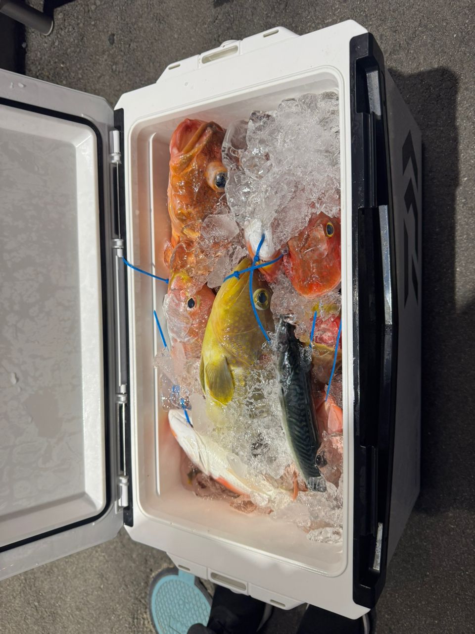 Mr.DAIWAMANさんの釣果 2枚目の画像