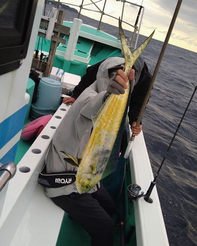 シイラの釣果