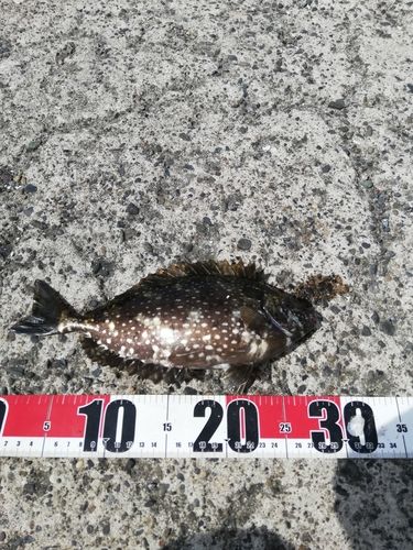 アイゴの釣果