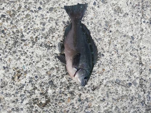 メジナの釣果