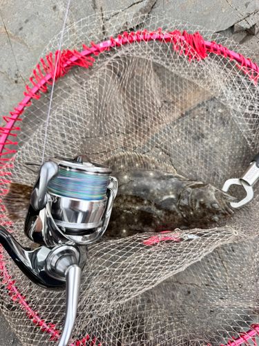 ヒラメの釣果