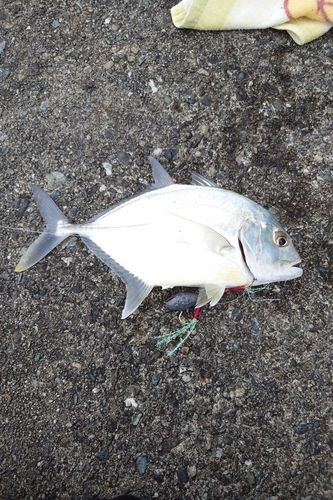 メッキの釣果