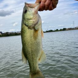 ラージマウスバス