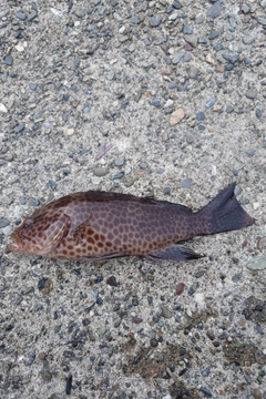 オオモンハタの釣果