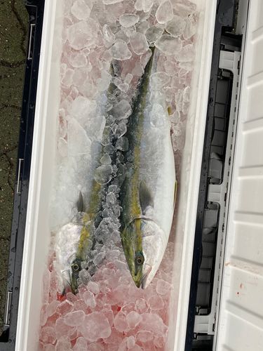 ガンドの釣果