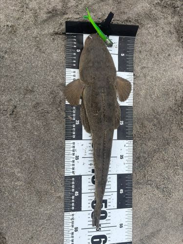 マゴチの釣果