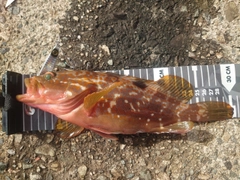 アコウの釣果