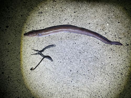 アナゴの釣果