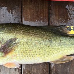 ラージマウスバス