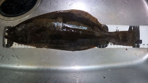 ヒラメの釣果