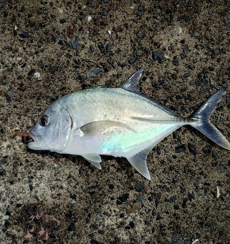 鹿児島湾南部