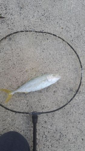 コゾクラの釣果