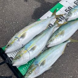 イナダ
