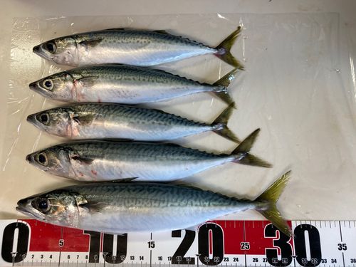 サバの釣果